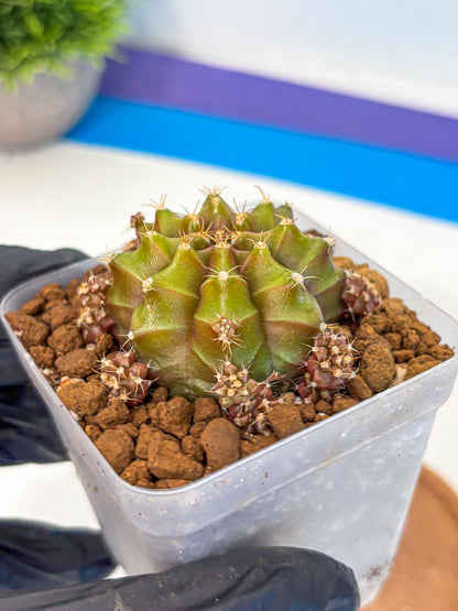 Gymnocalycium Peanut Butter (gy18) (15) | Collectable Plant