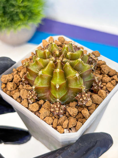 Gymnocalycium Peanut Butter (gy18) (16) | Collectable Plant