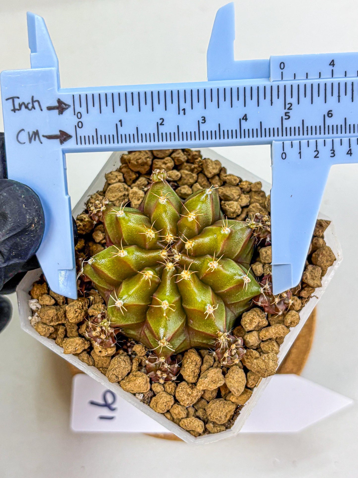 Gymnocalycium Peanut Butter (gy18) (16) | Collectable Plant