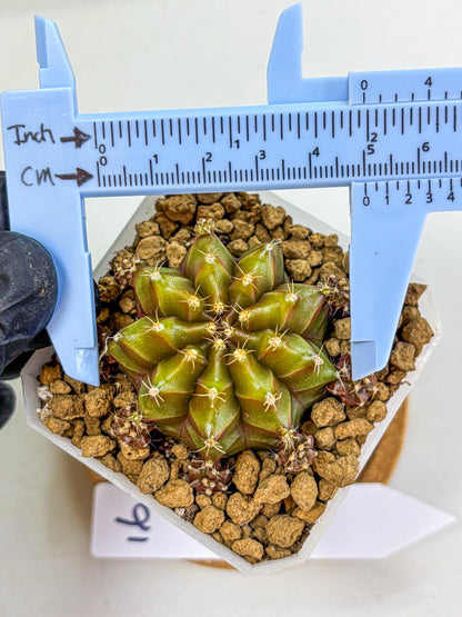 Gymnocalycium Peanut Butter (gy18) (16) | Collectable Plant