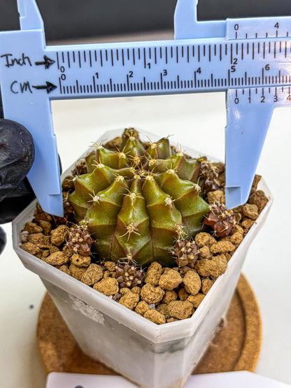Gymnocalycium Peanut Butter (gy18) (16) | Collectable Plant