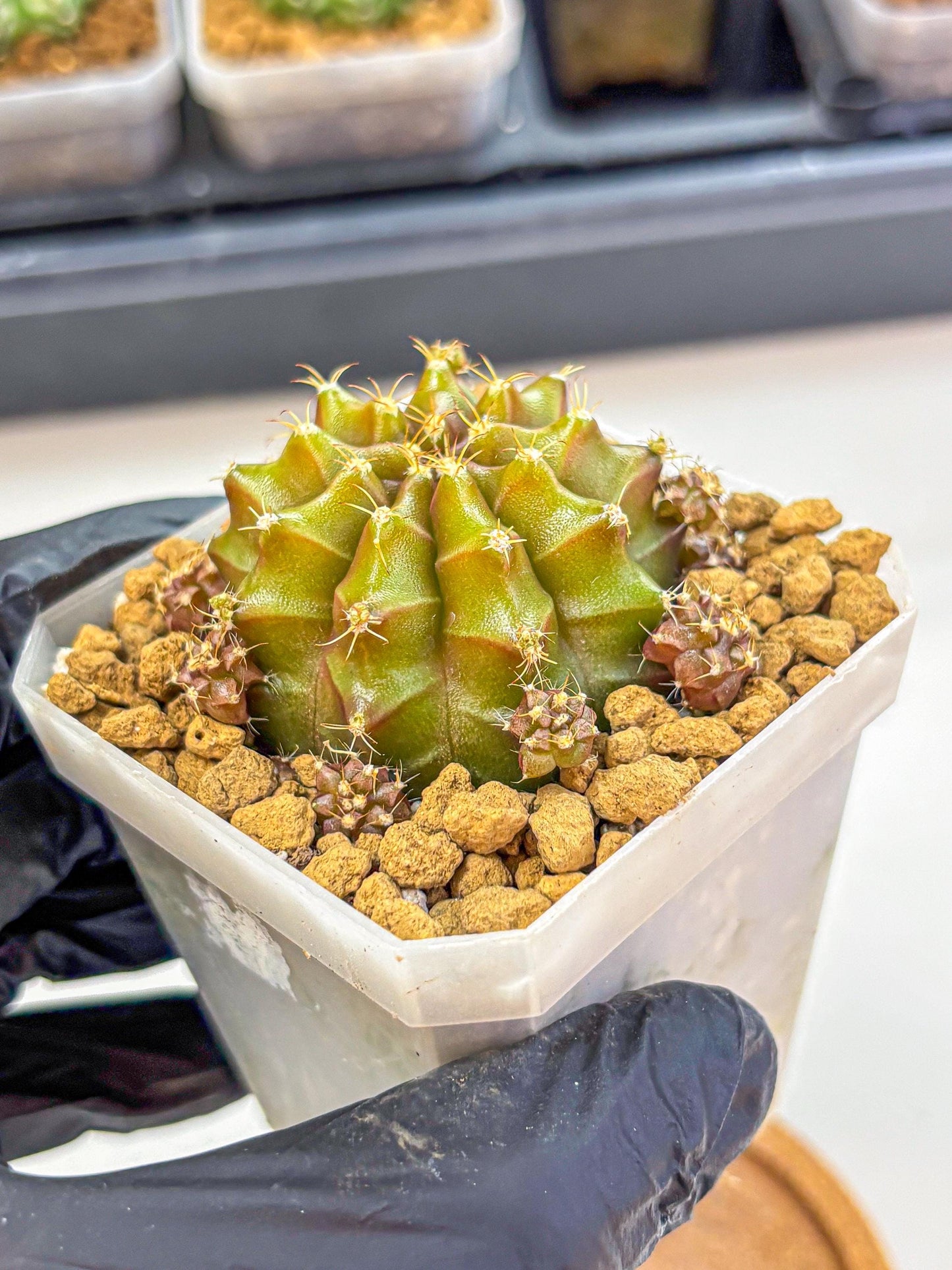 Gymnocalycium Peanut Butter (gy18) (16) | Collectable Plant
