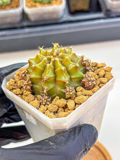 Gymnocalycium Peanut Butter (gy18) (16) | Collectable Plant