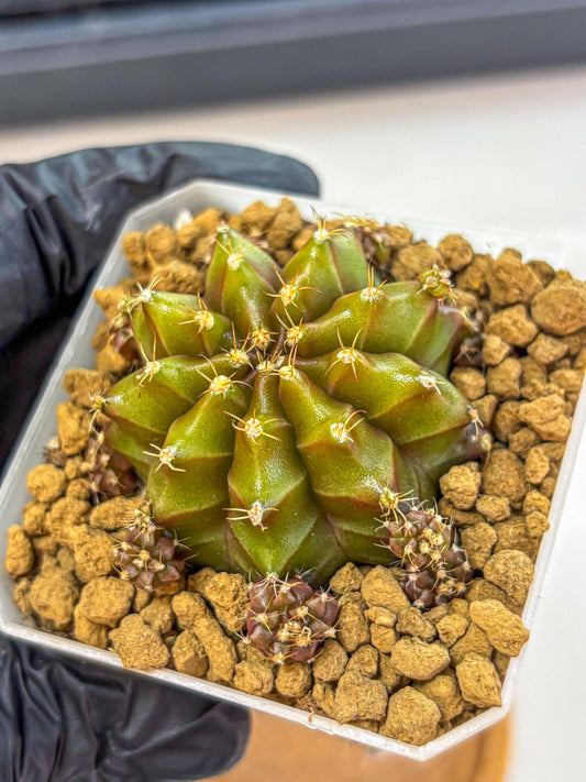 Gymnocalycium Peanut Butter (gy18) (16) | Collectable Plant