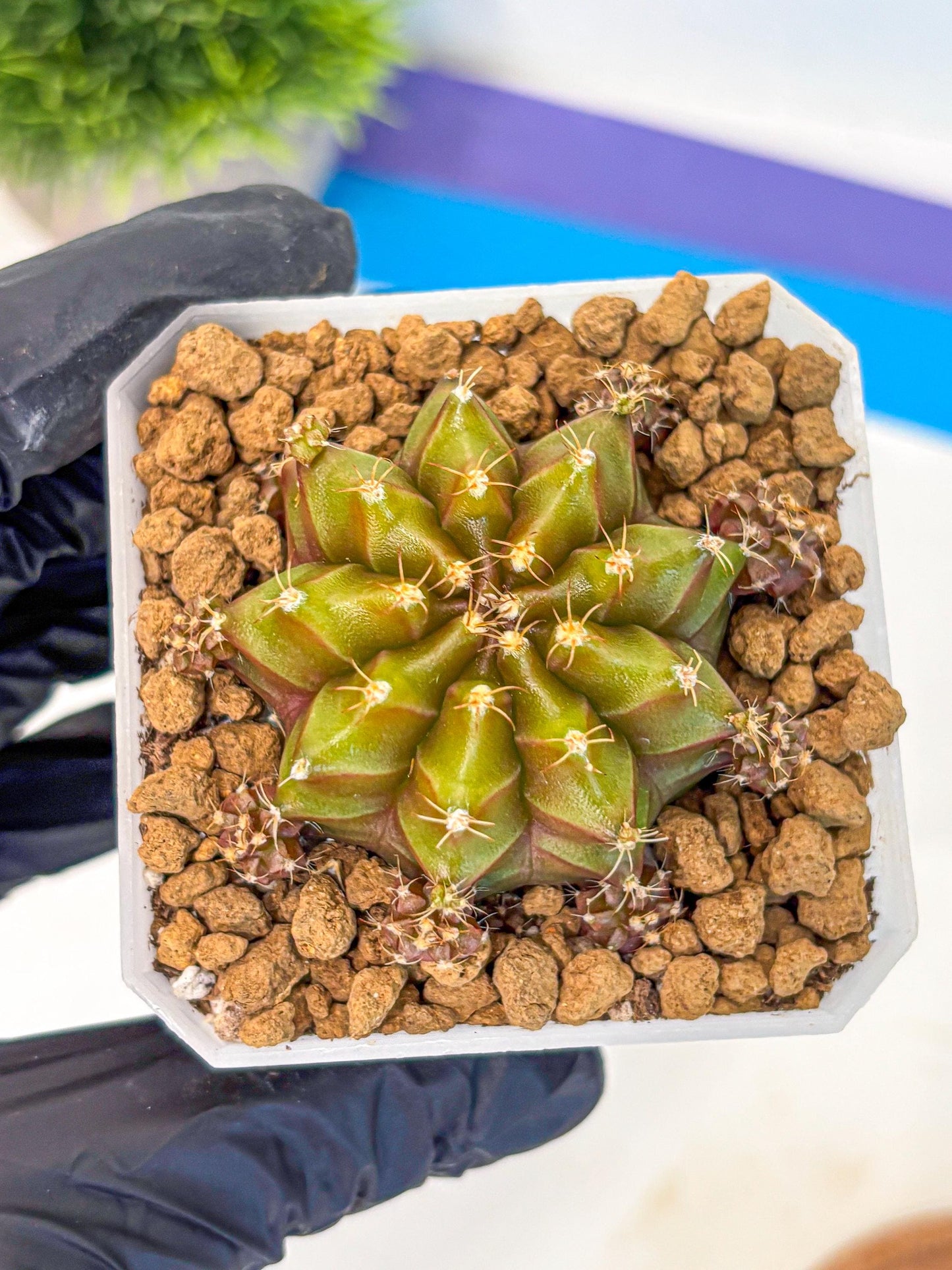 Gymnocalycium Peanut Butter (gy18) (16) | Collectable Plant