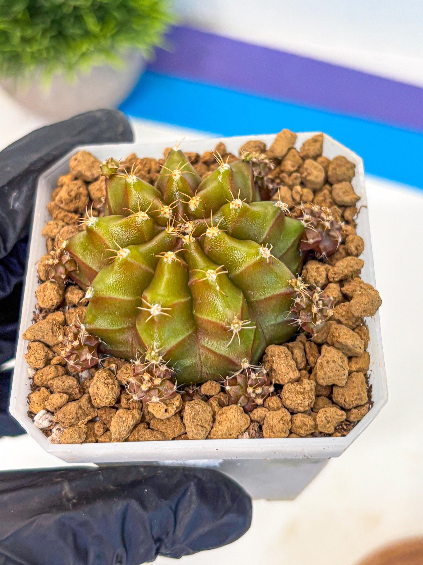 Gymnocalycium Peanut Butter (gy18) (16) | Collectable Plant