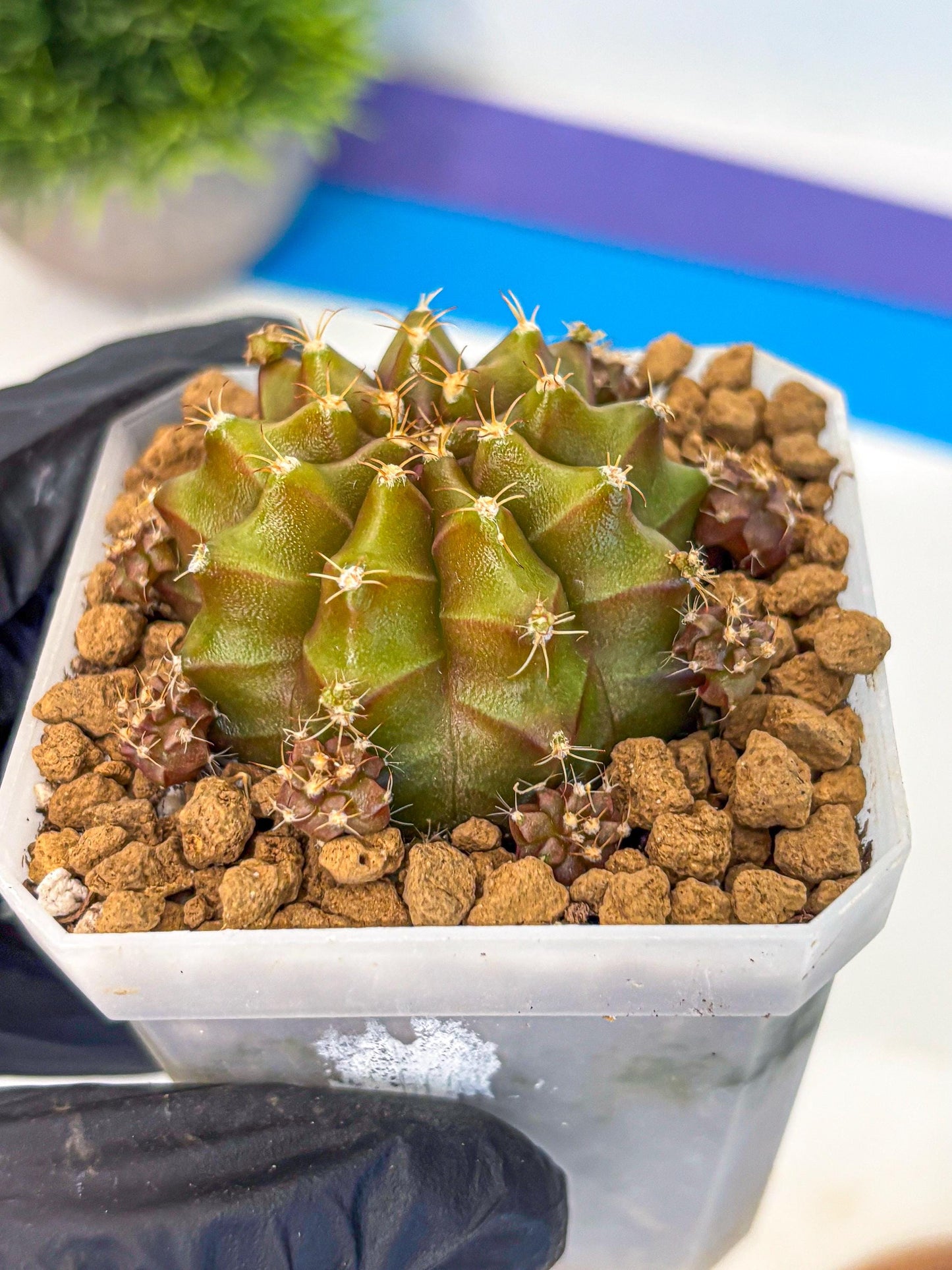Gymnocalycium Peanut Butter (gy18) (16) | Collectable Plant
