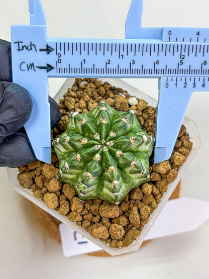 Gymnocalycium White Lantern (gy18) (17) | Collectable Plant