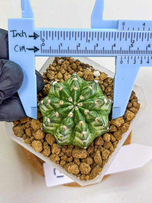 Gymnocalycium White Lantern (gy18) (17) | Collectable Plant