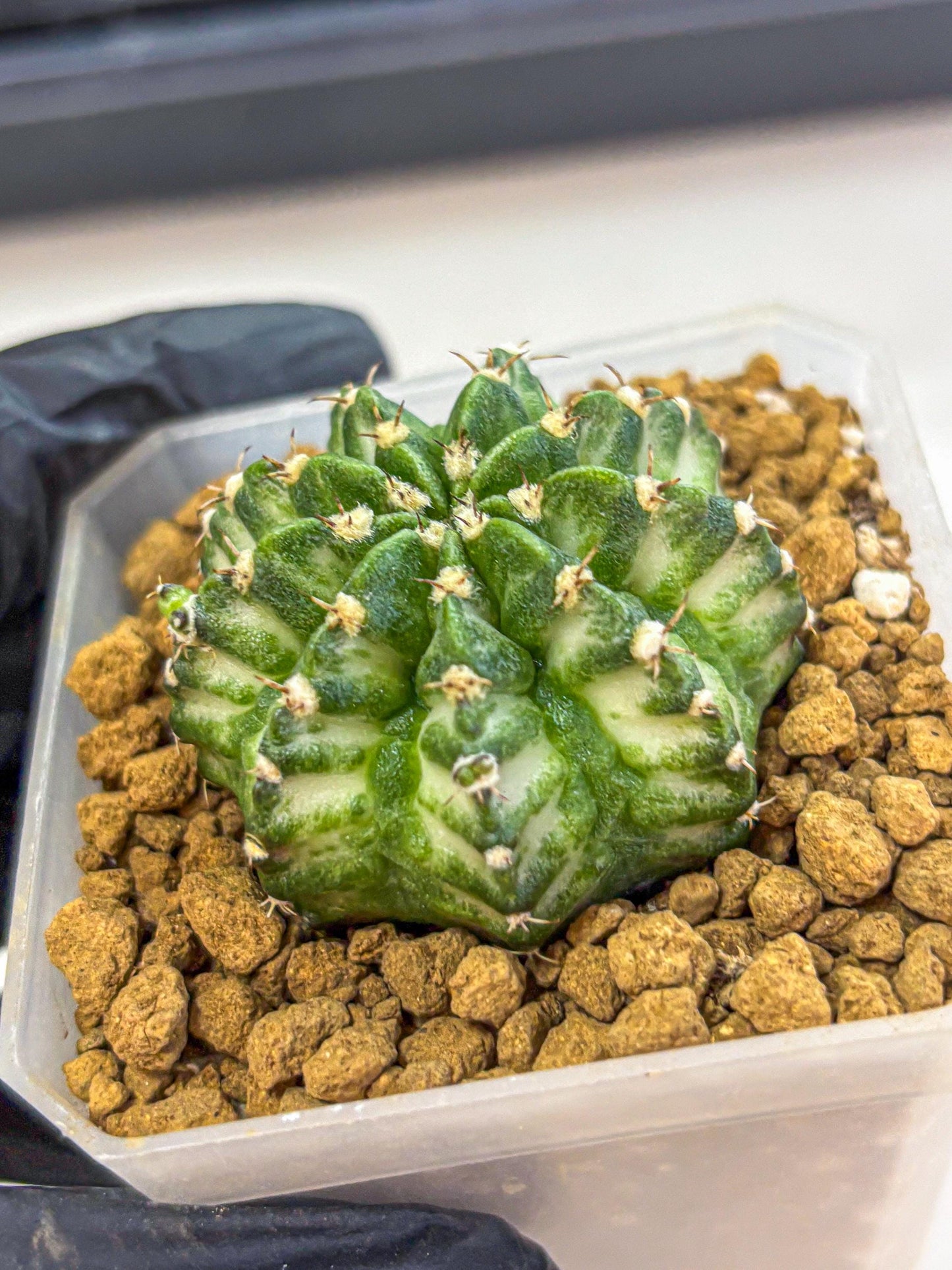 Gymnocalycium White Lantern (gy18) (17) | Collectable Plant
