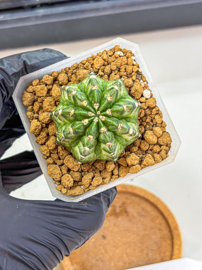 Gymnocalycium White Lantern (gy18) (17) | Collectable Plant