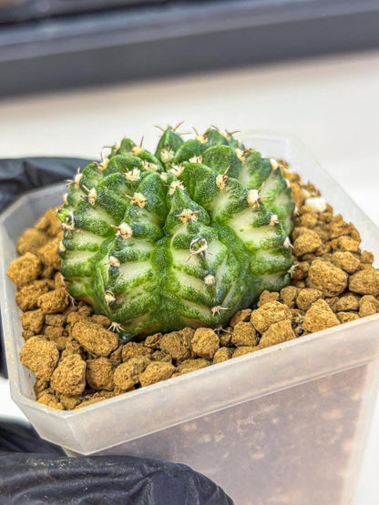 Gymnocalycium White Lantern (gy18) (17) | Collectable Plant