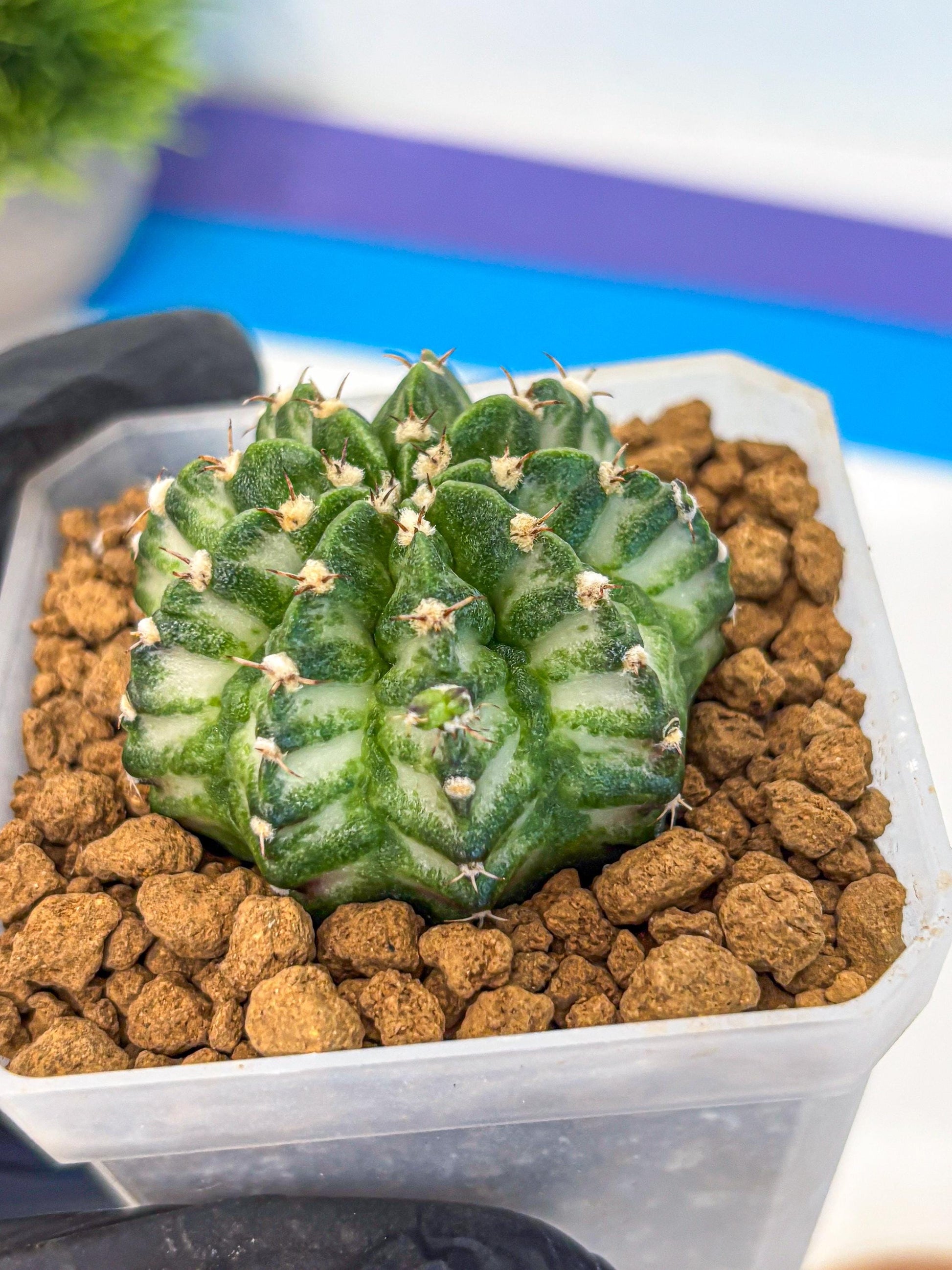 Gymnocalycium White Lantern (gy18) (17) | Collectable Plant