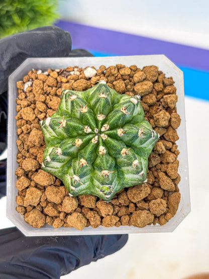 Gymnocalycium White Lantern (gy18) (17) | Collectable Plant
