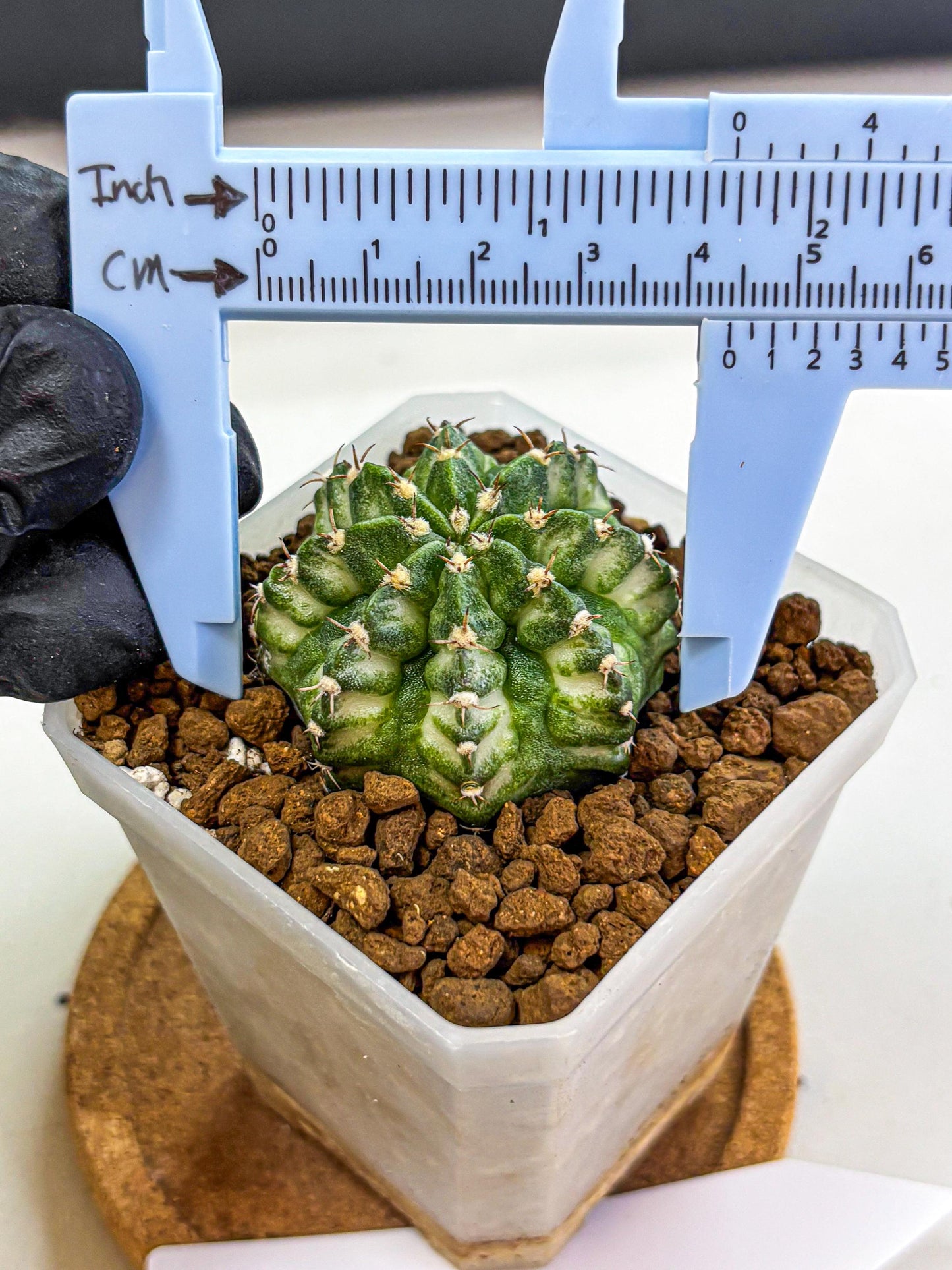 Gymnocalycium White Lantern (gy18) (18) | Collectable Plant