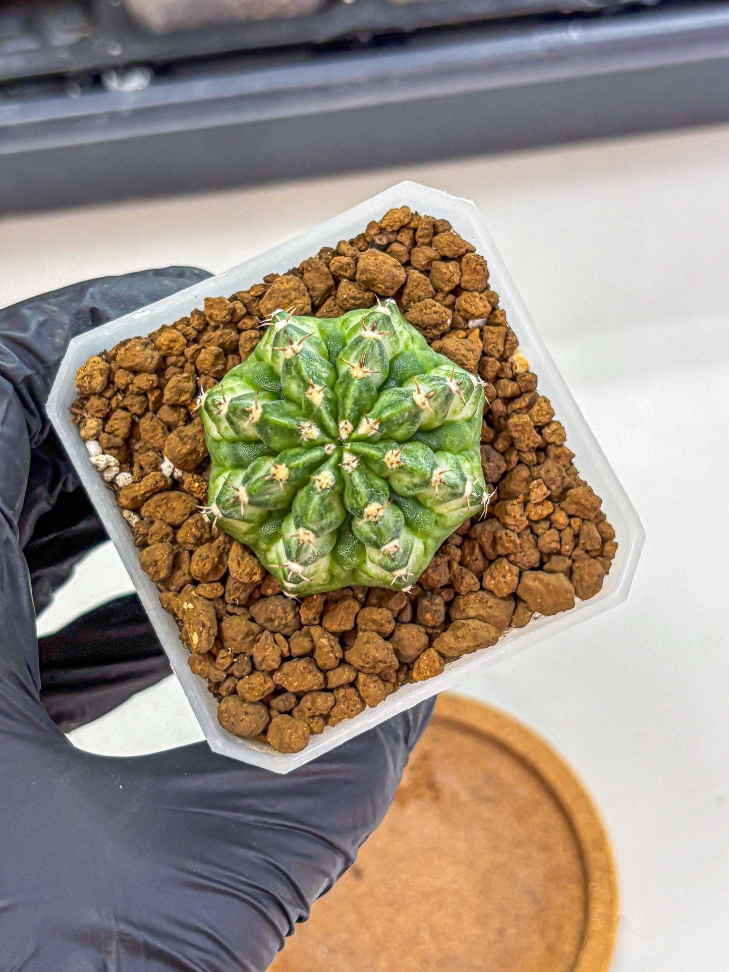 Gymnocalycium White Lantern (gy18) (18) | Collectable Plant