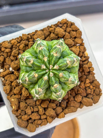 Gymnocalycium White Lantern (gy18) (18) | Collectable Plant