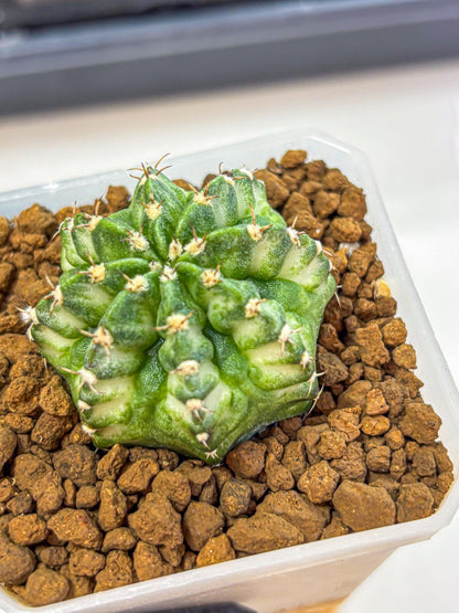 Gymnocalycium White Lantern (gy18) (18) | Collectable Plant
