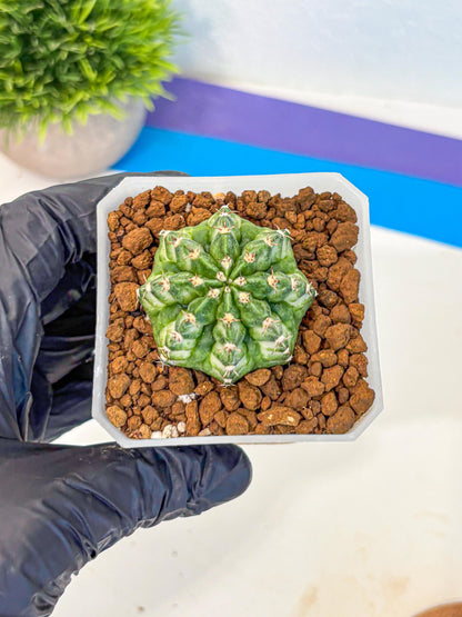 Gymnocalycium White Lantern (gy18) (18) | Collectable Plant