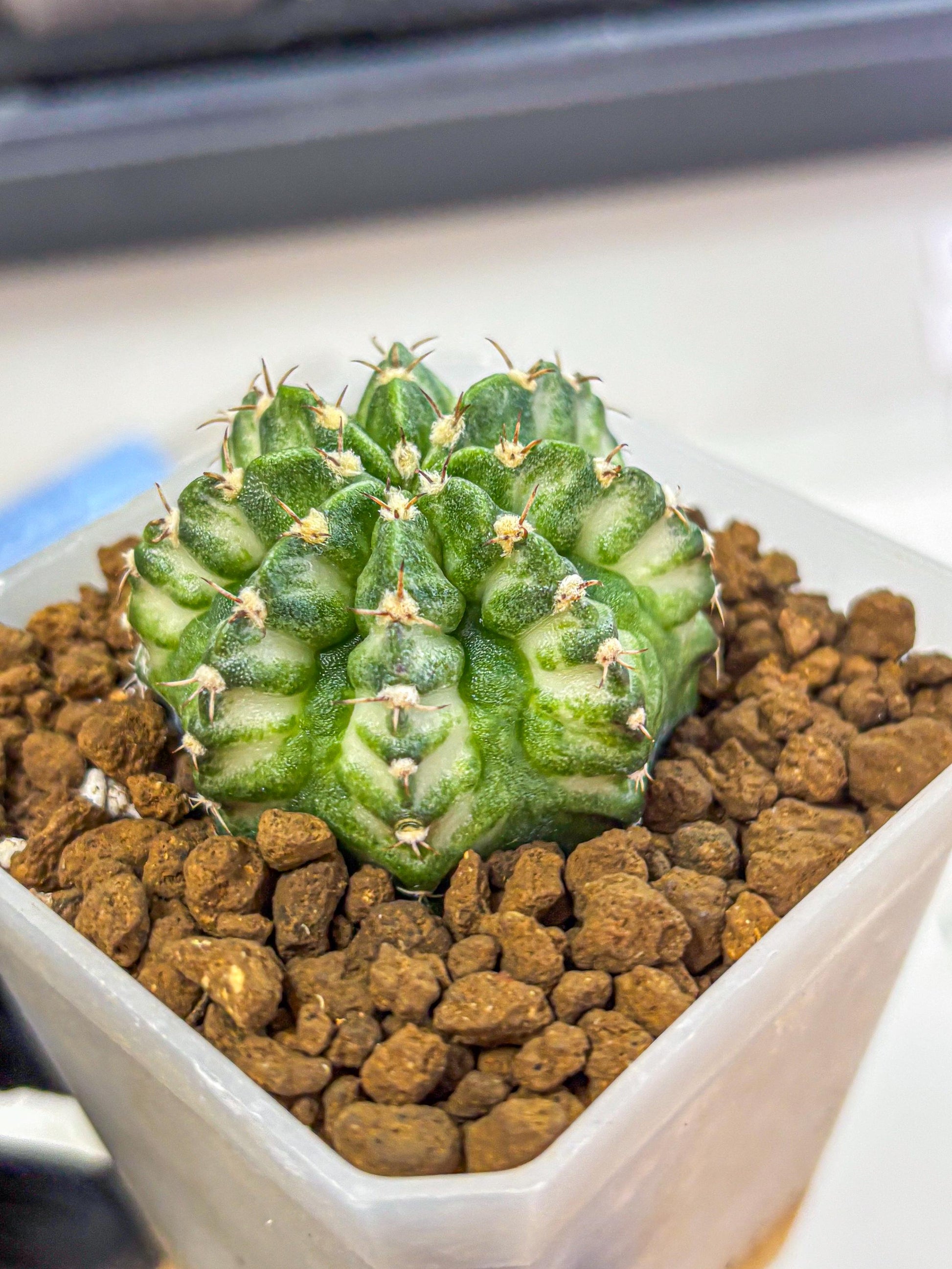 Gymnocalycium White Lantern (gy18) (18) | Collectable Plant
