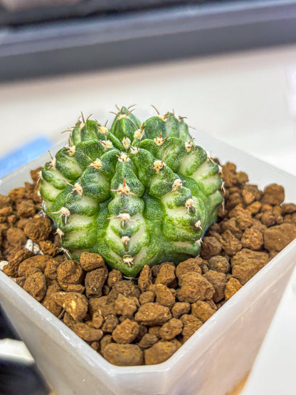 Gymnocalycium White Lantern (gy18) (18) | Collectable Plant