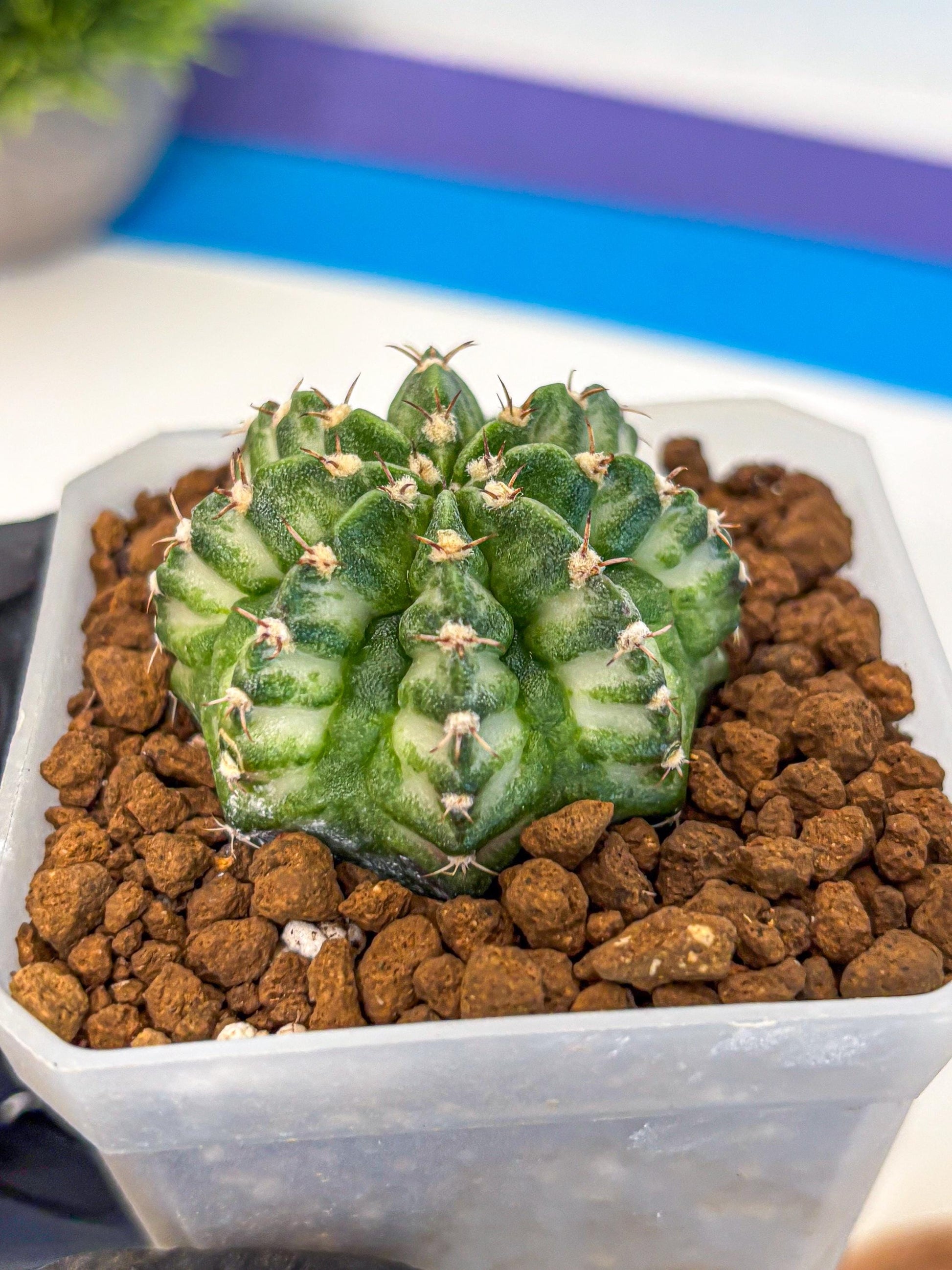 Gymnocalycium White Lantern (gy18) (18) | Collectable Plant
