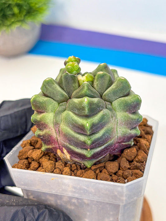 Gymnocalycium montrose (gy18) (pp) | Collectable Plant