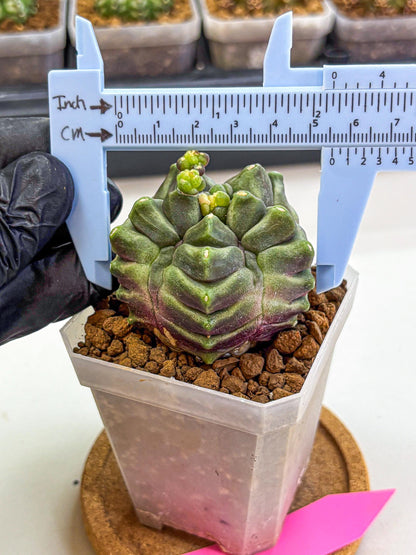 Gymnocalycium montrose (gy18) (pp) | Collectable Plant