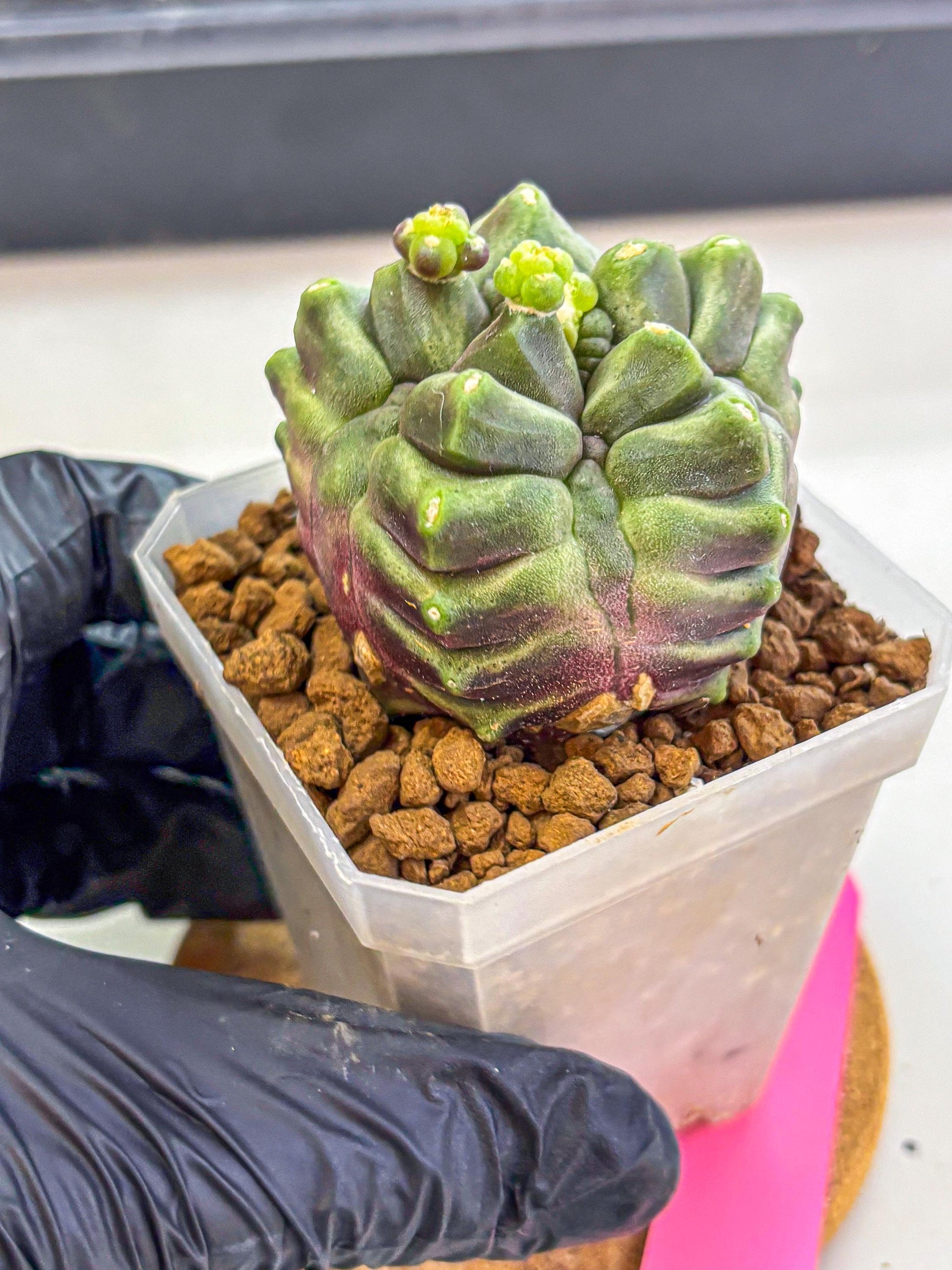 Gymnocalycium montrose (gy18) (pp) | Collectable Plant