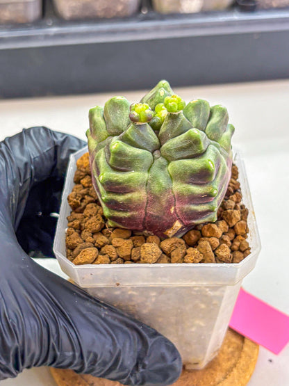 Gymnocalycium montrose (gy18) (pp) | Collectable Plant