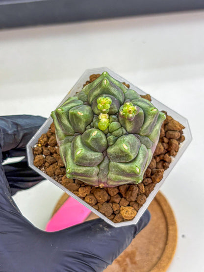Gymnocalycium montrose (gy18) (pp) | Collectable Plant