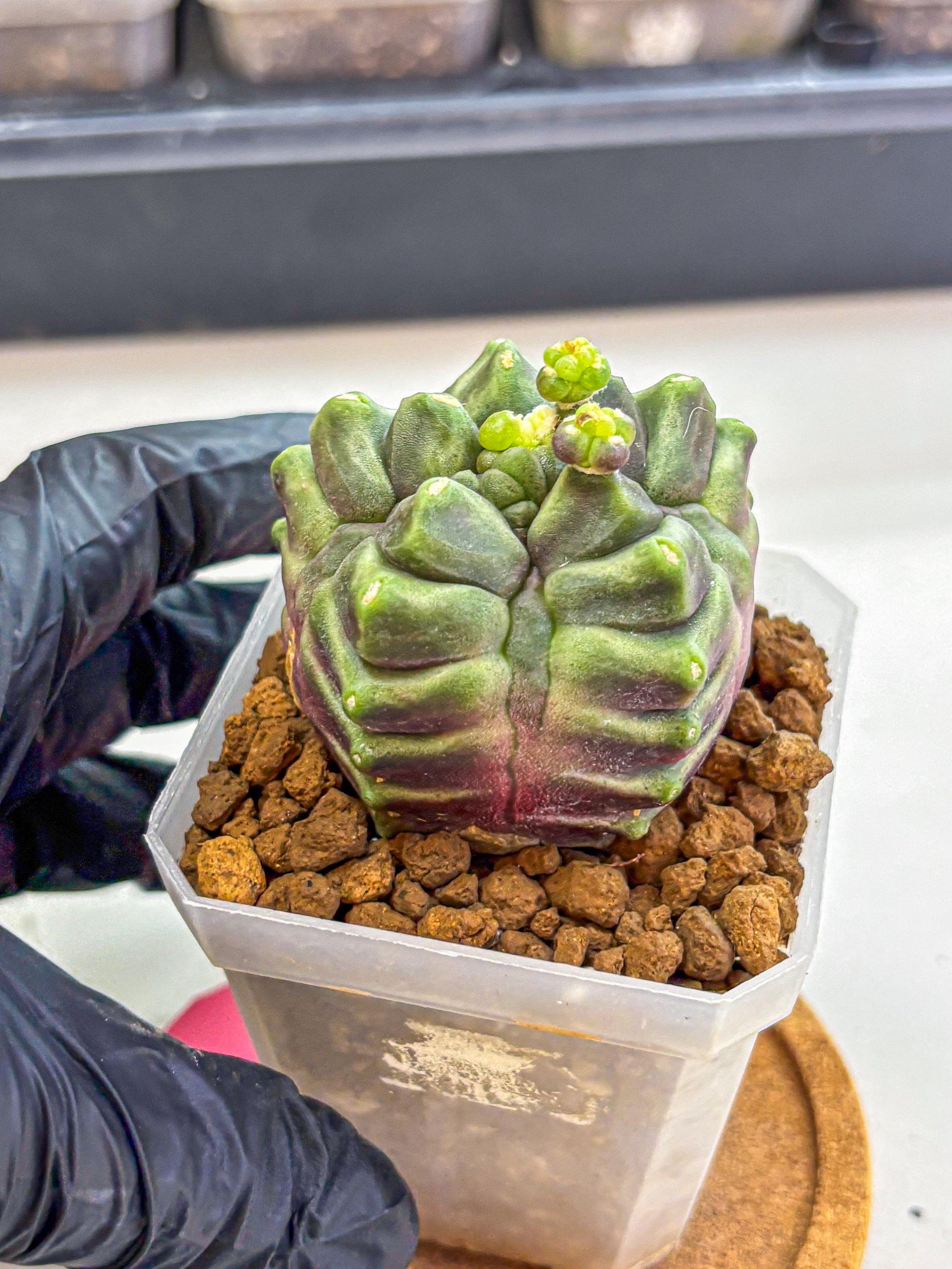 Gymnocalycium montrose (gy18) (pp) | Collectable Plant