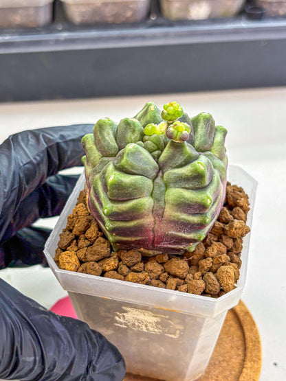 Gymnocalycium montrose (gy18) (pp) | Collectable Plant