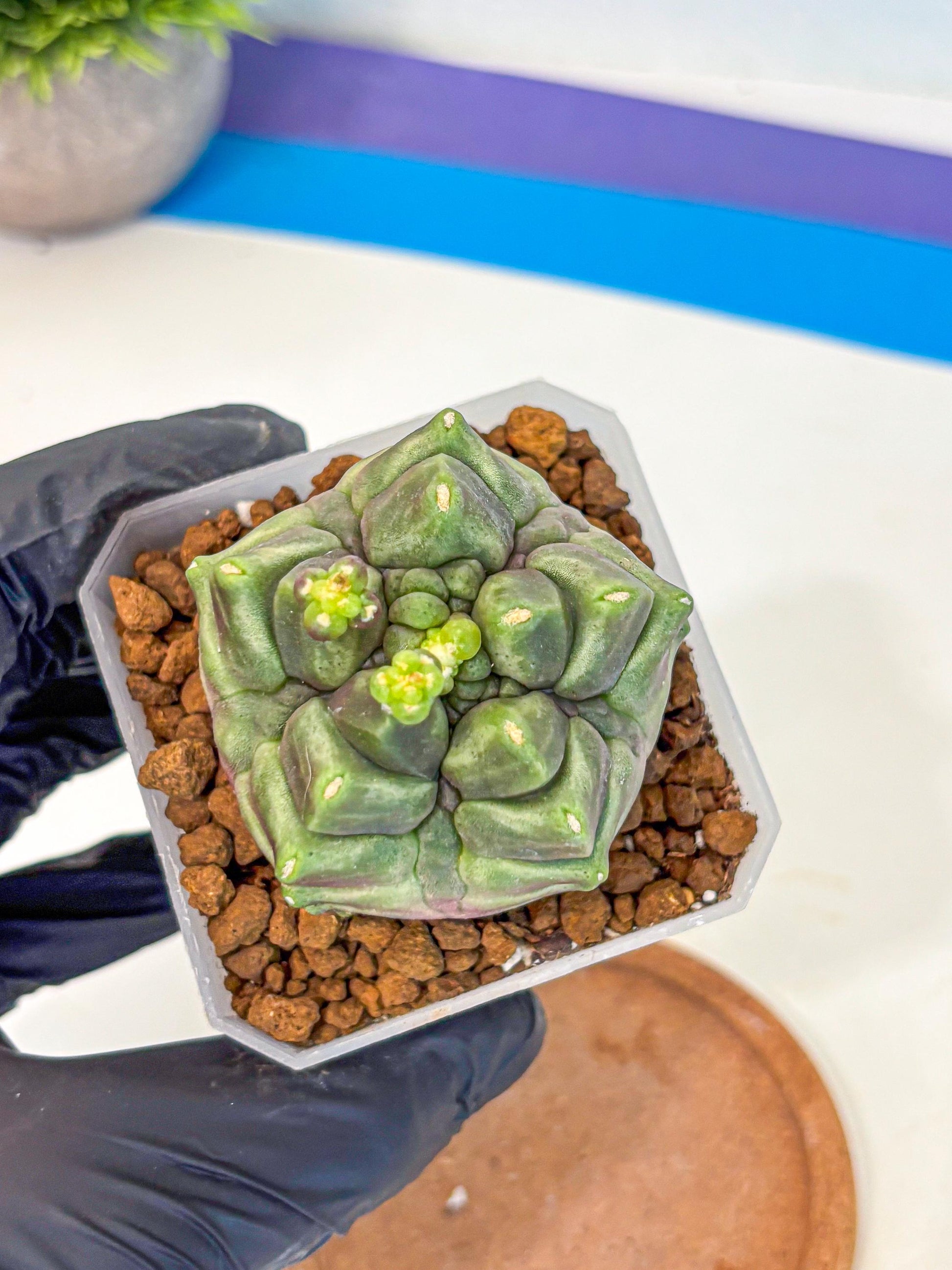 Gymnocalycium montrose (gy18) (pp) | Collectable Plant