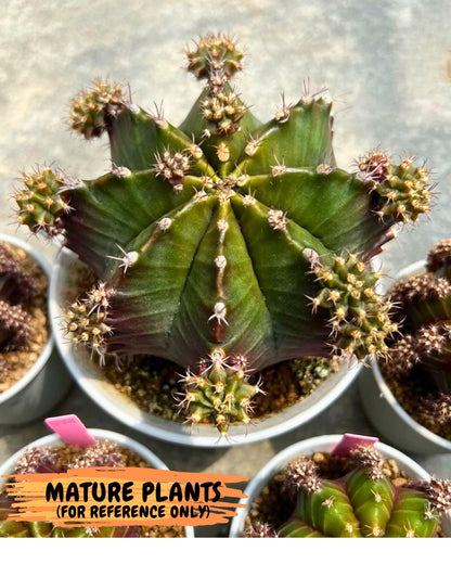 Gymnocalycium Peanut Butter (gy18) (16) | Collectable Plant
