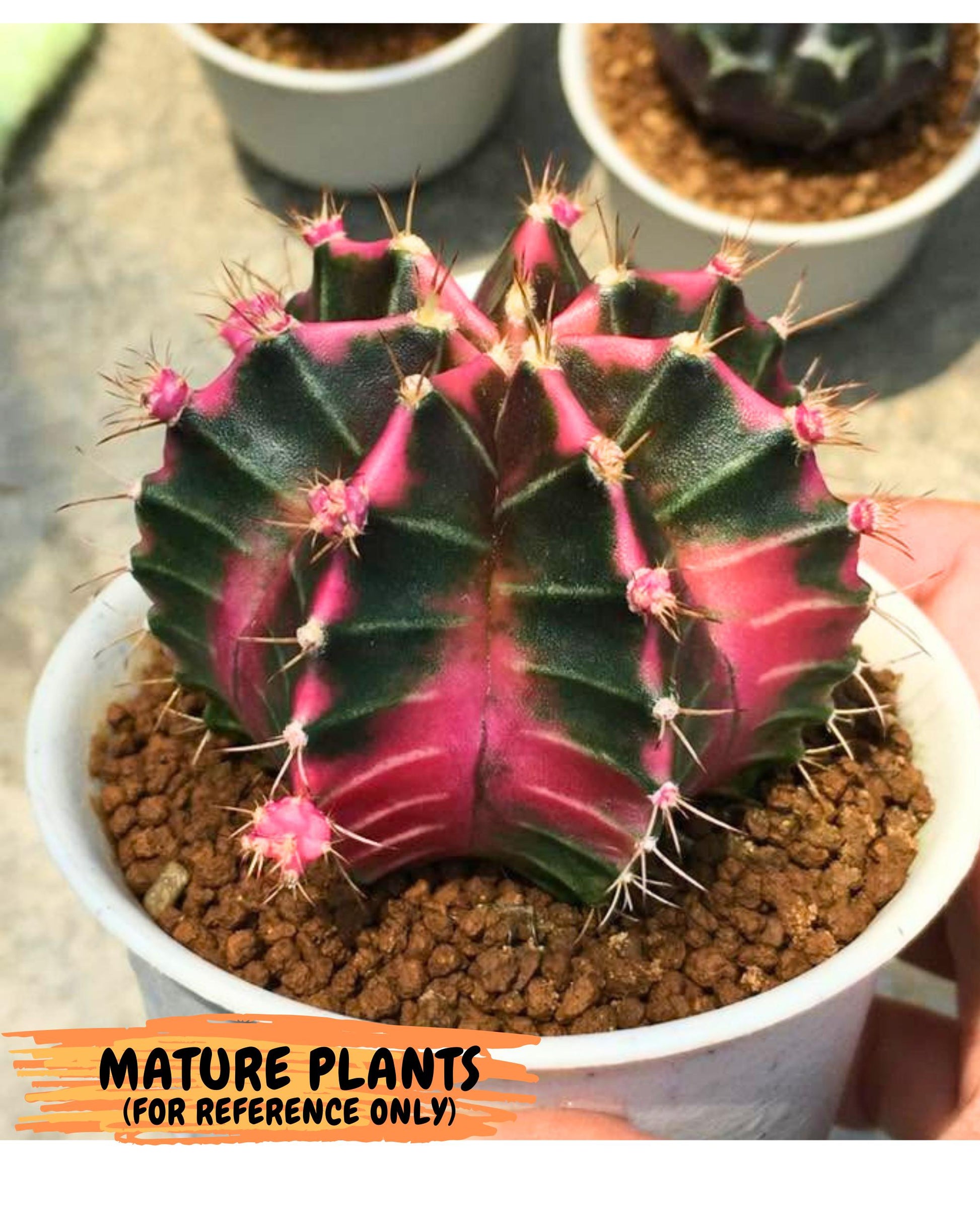 Gymnocalycium Pink Lullaby (gy18) (14) | Collectable Plant