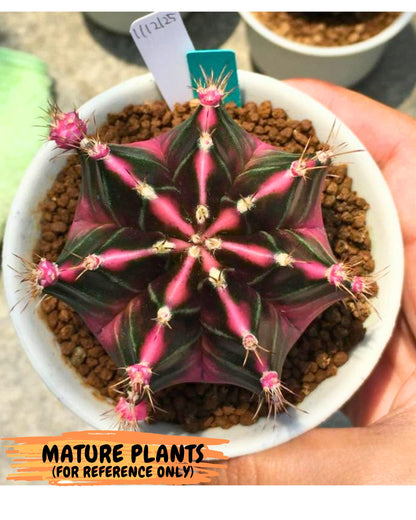 Gymnocalycium Pink Lullaby (gy18) (13) | Collectable Plant