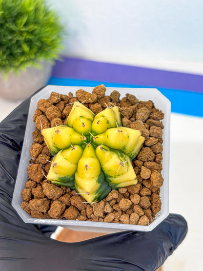 Gymnocalycium French Fuchsia B (gy19) (01) | Collectable Plant