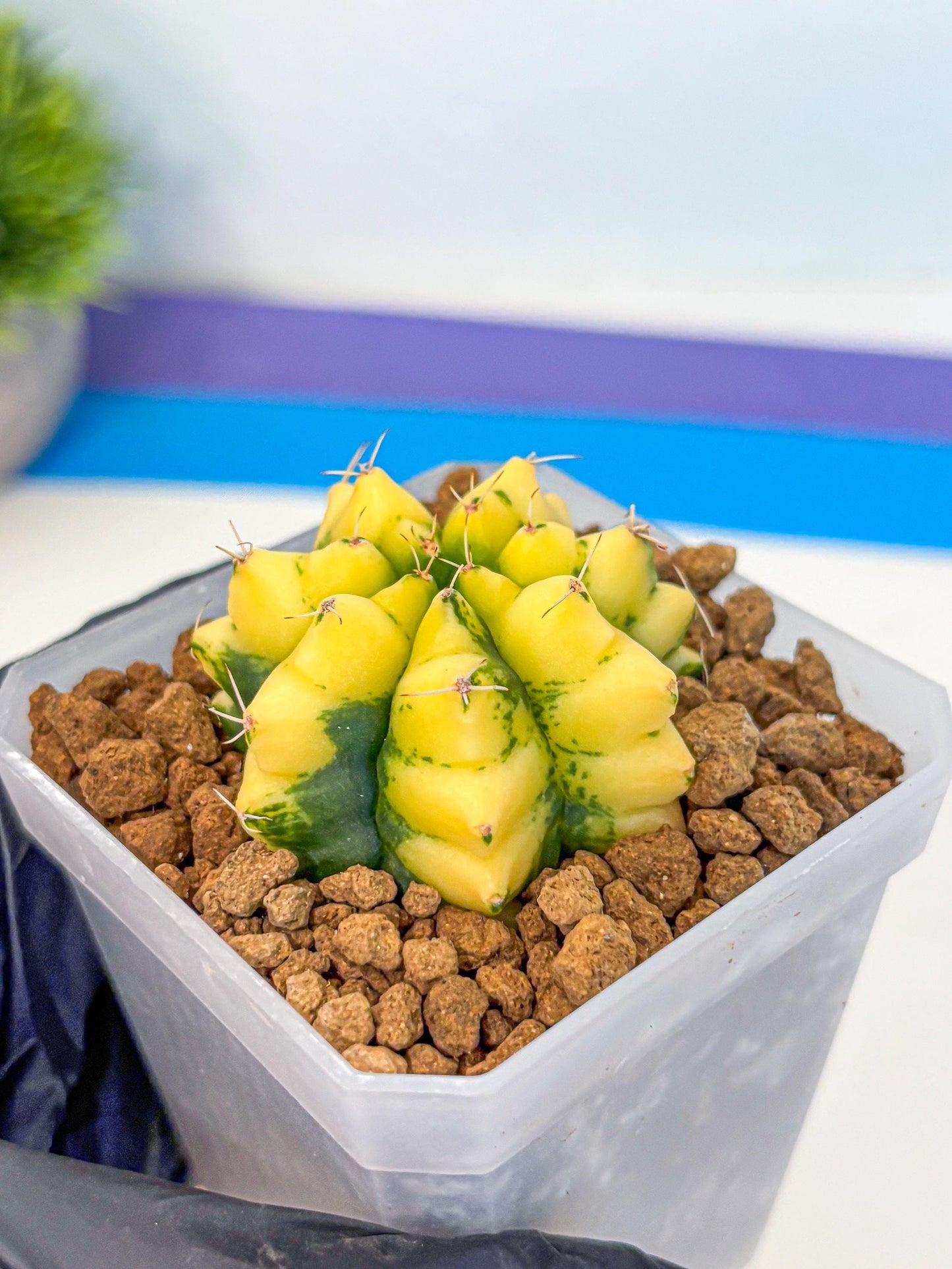 Gymnocalycium French Fuchsia B (gy19) (01) | Collectable Plant