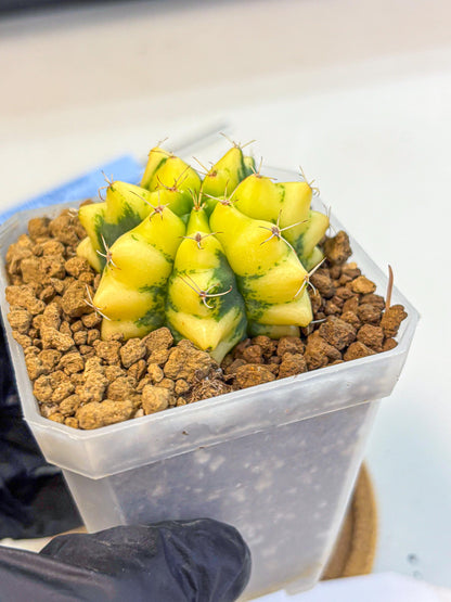 Gymnocalycium French Fuchsia B (gy19) (01) | Collectable Plant