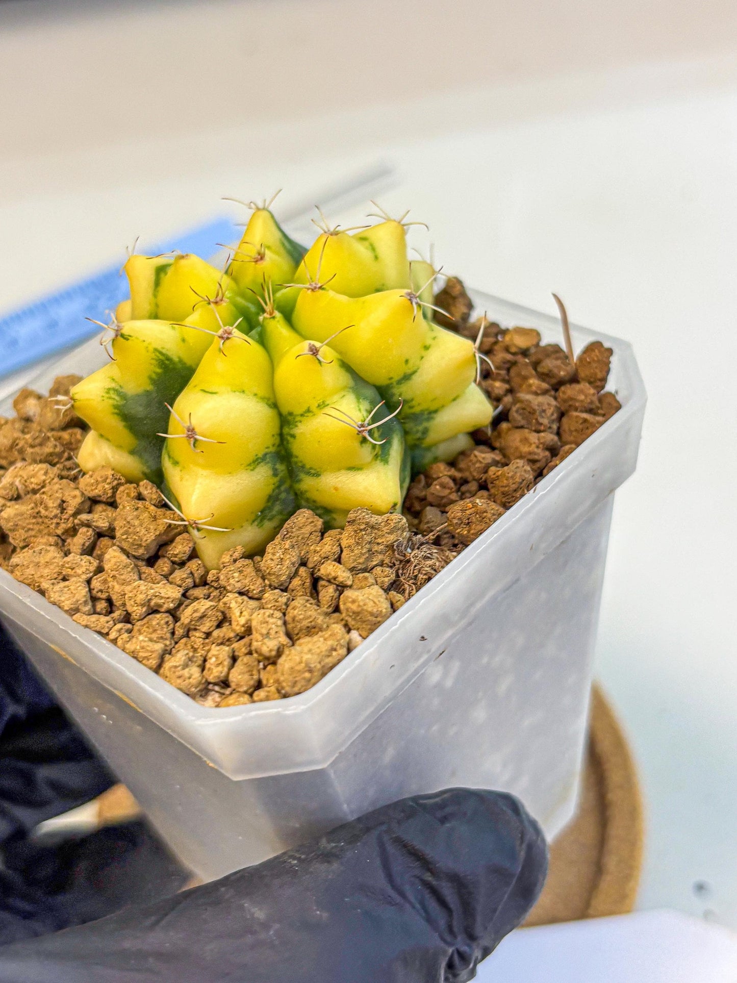 Gymnocalycium French Fuchsia B (gy19) (01) | Collectable Plant