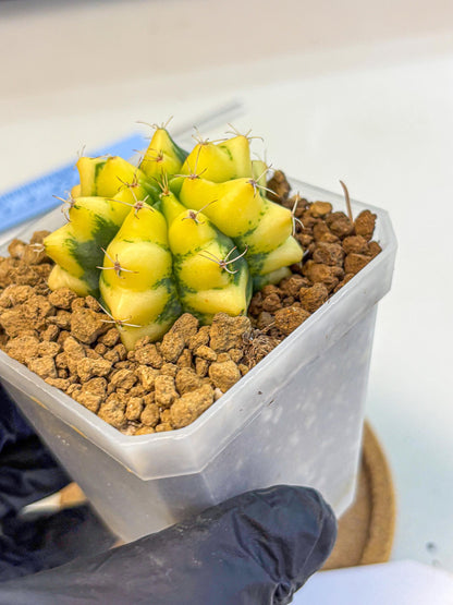 Gymnocalycium French Fuchsia B (gy19) (01) | Collectable Plant
