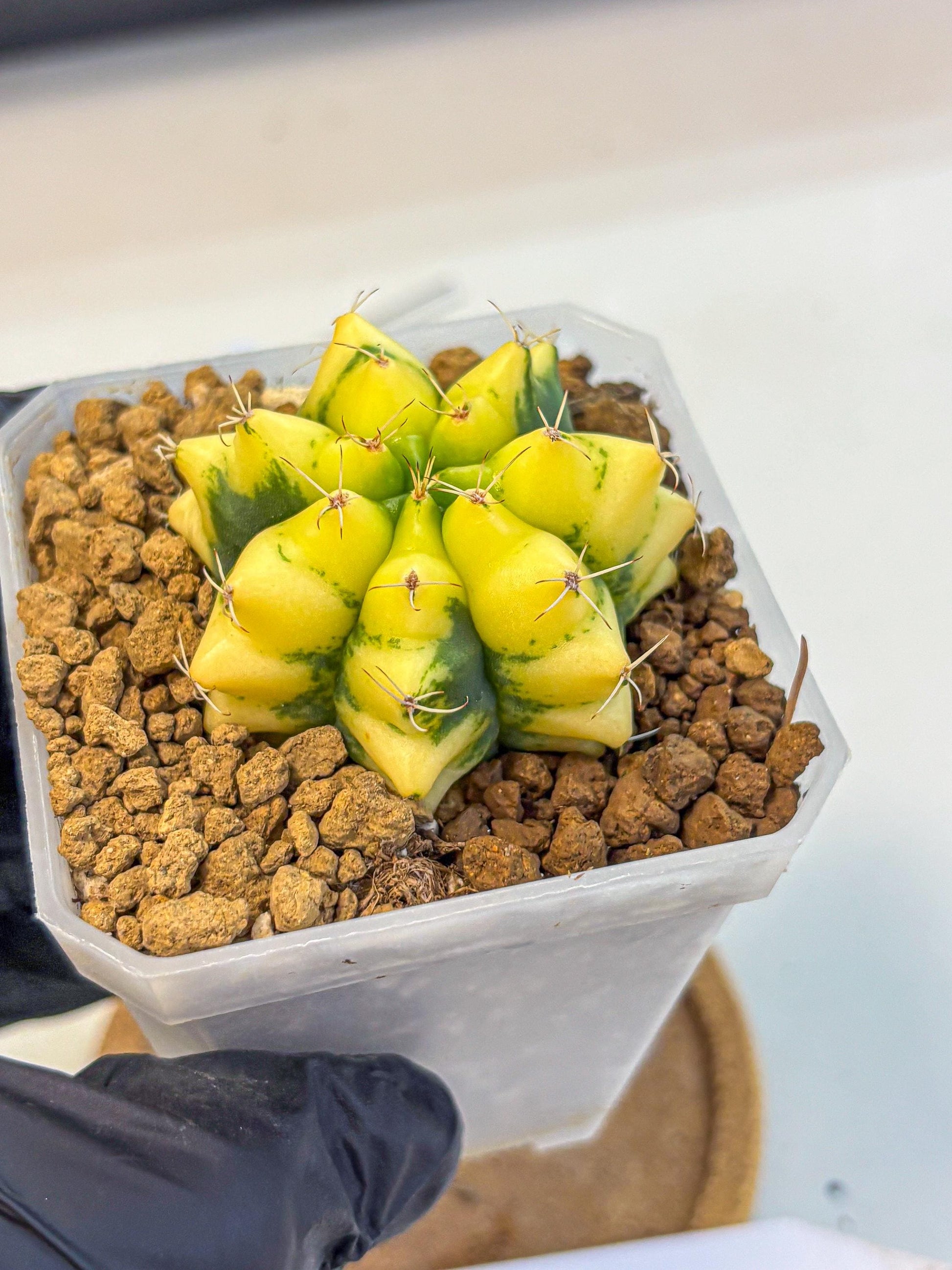 Gymnocalycium French Fuchsia B (gy19) (01) | Collectable Plant
