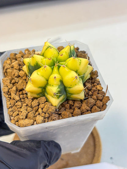 Gymnocalycium French Fuchsia B (gy19) (01) | Collectable Plant