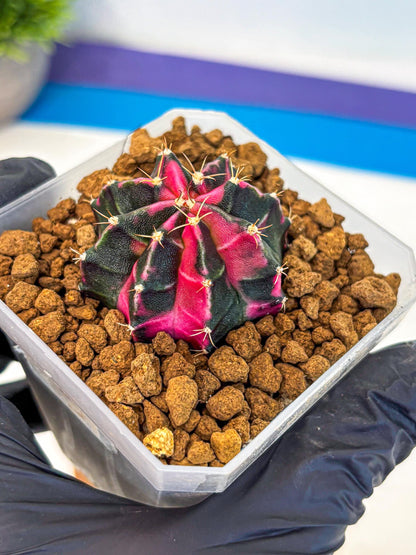 Gymnocalycium Pink Panther (gy19) (03) | Collectable Plant