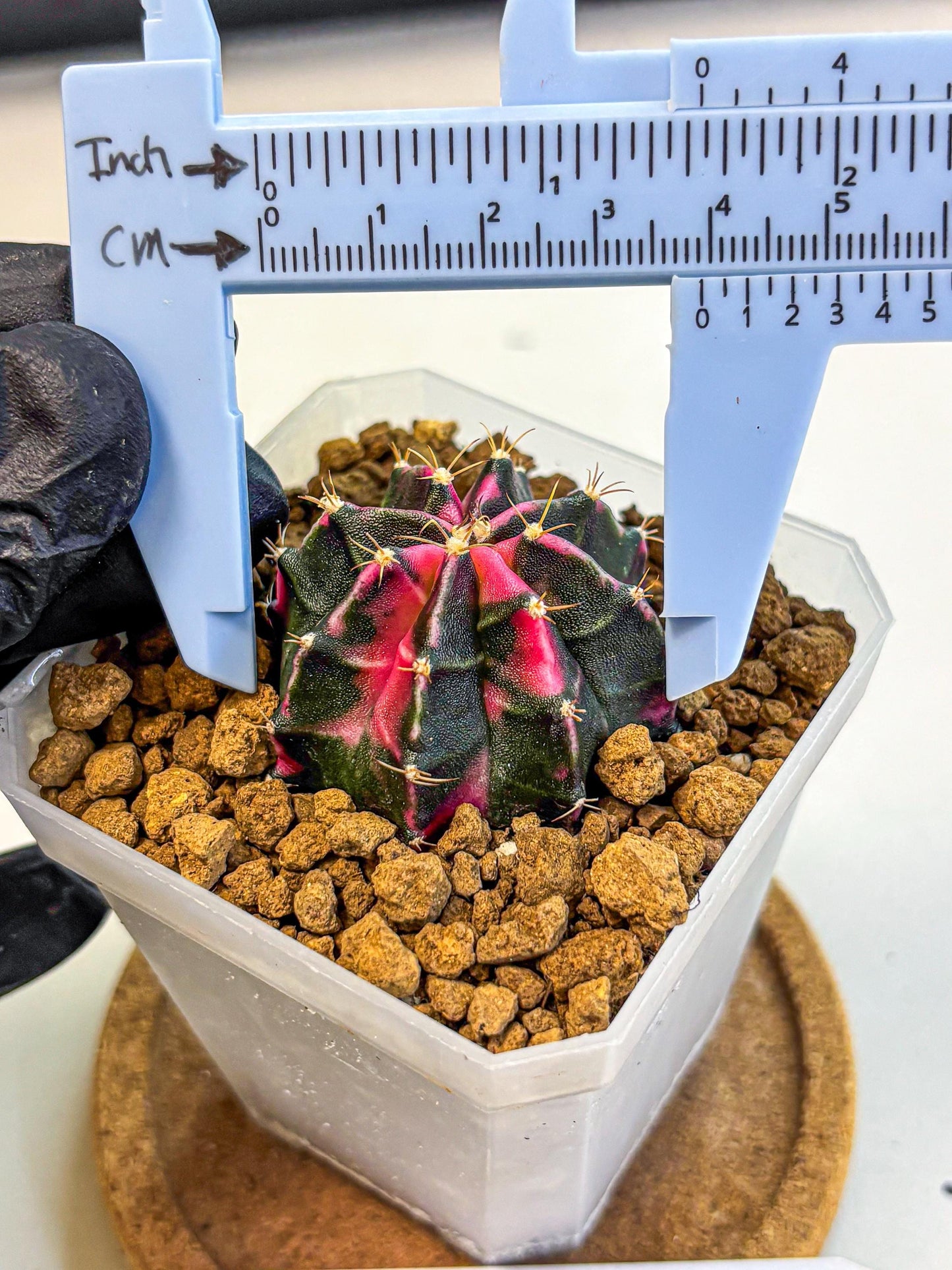 Gymnocalycium Pink Panther (gy19) (03) | Collectable Plant