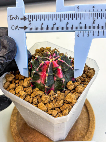 Gymnocalycium Pink Panther (gy19) (03) | Collectable Plant