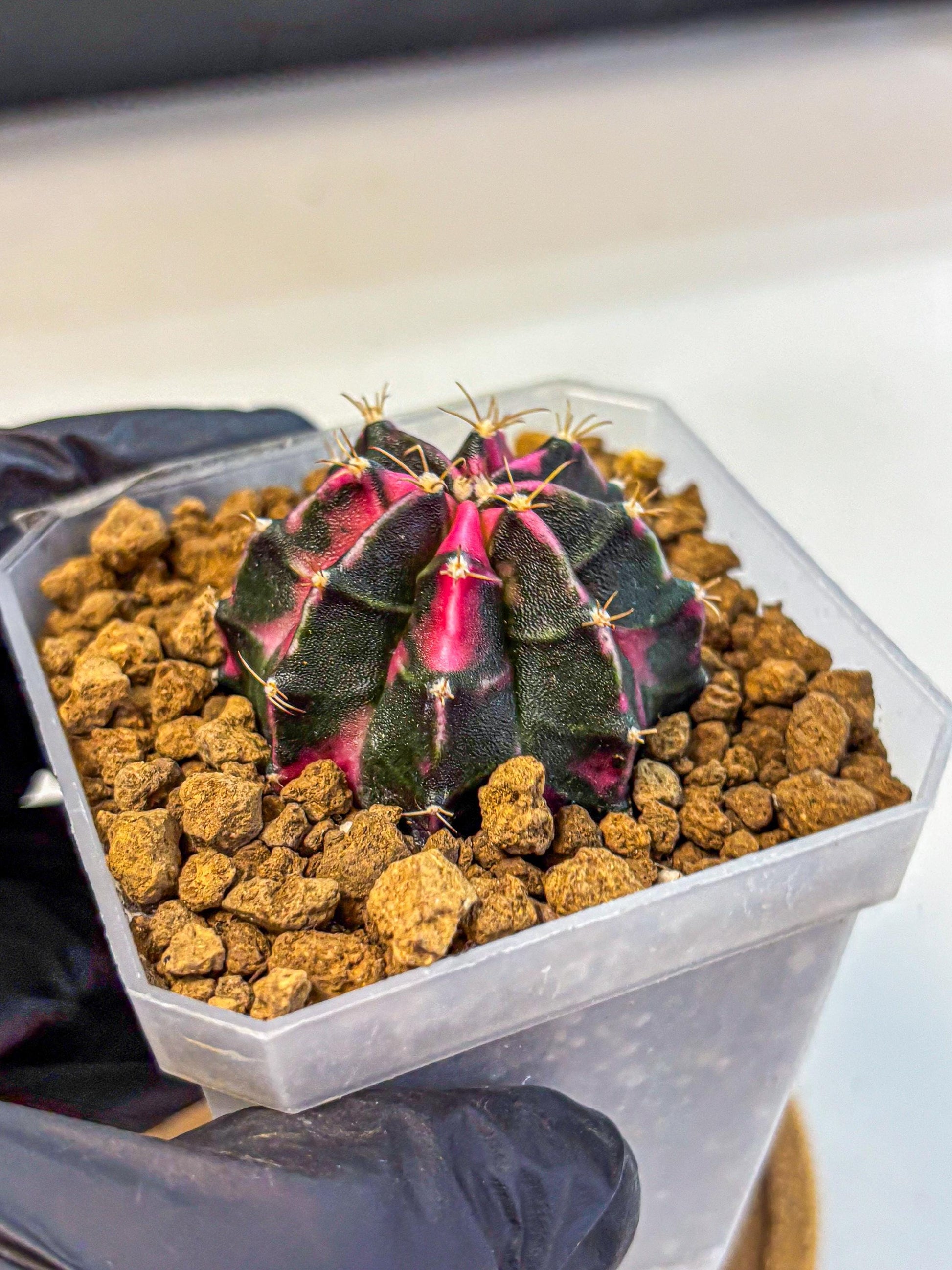 Gymnocalycium Pink Panther (gy19) (03) | Collectable Plant