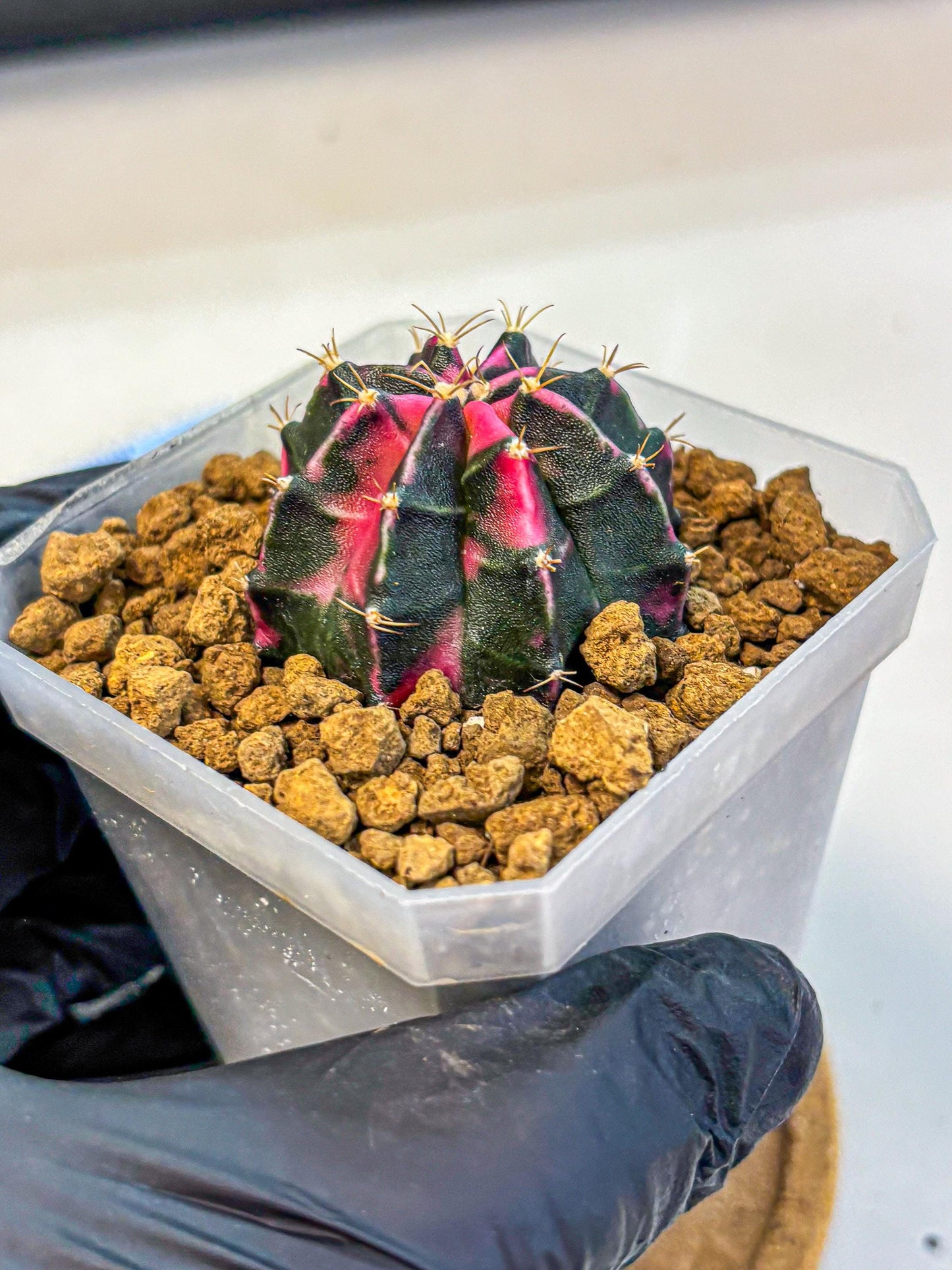 Gymnocalycium Pink Panther (gy19) (03) | Collectable Plant