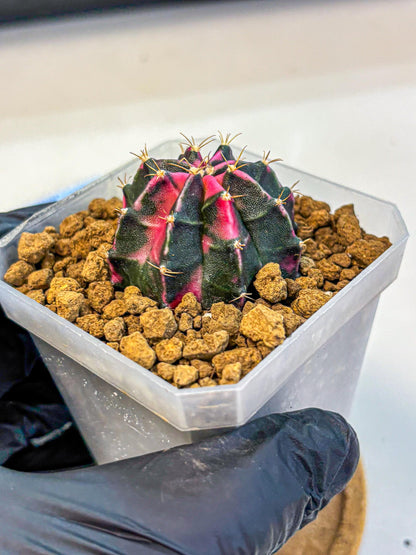 Gymnocalycium Pink Panther (gy19) (03) | Collectable Plant